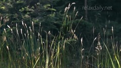 音乐短片 - 宁静舒缓的轻音乐自然风光美景