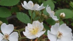 音乐短片 - 千年后想叫的名字