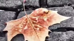 音乐短片 - Smells Of Roses(把悲伤留给自己)