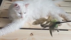 音乐短片 - Her cat slasher well - trapped in the afternoon