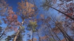 音乐短片 - Ernesto_Cortazar_Autumn_Rose_(VIDEOARA.NET)