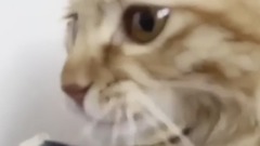 音乐短片 - ТОП 10 ВЫМИРАЮЩИХ КОШЕКVIDEOARA.NET