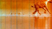 Hyenas In The Desert - Concubinez (Main)
