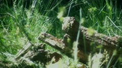 音乐短片 - Set Me Free