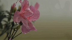 音乐短片 - 雨的涟漪