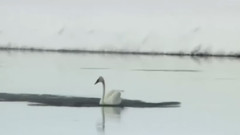 音乐短片 - 小提琴