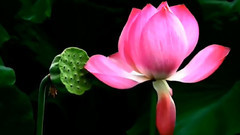 音乐短片 - 误入藕花深处