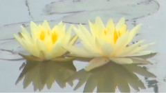 音乐短片 - 莲语的呢喃