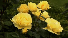 音乐短片 - Don't Forget Me