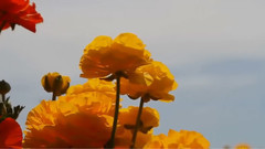 音乐短片 - 今日もどこかで