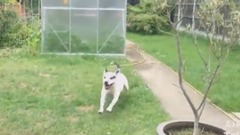 音乐短片 - 会跳舞的狗