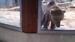 音乐短片 - Boy Plays Peek A Boo With Bear At The Zoo