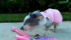 音乐短片 - Свинка и гитара