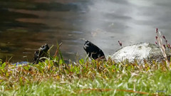 音乐短片 - 河边的乌龟