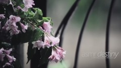 音乐短片 - Rain(自然雨声)