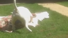 音乐短片 - English Bull Terrier ecstatic about new toy