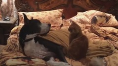 音乐短片 - Patient Great Dane tolerates cat on catnip