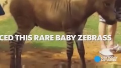 音乐短片 - Half-zebra, half-donkey is 100% adorable