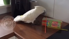 音乐短片 - 漂亮的鹦鹉拔吸管