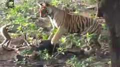 音乐短片 - 好奇的老虎与猴子在野外打架