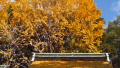 音乐短片 - Xiangshan The Red Leaves In Where