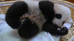 音乐短片 - 中国熊猫宝宝