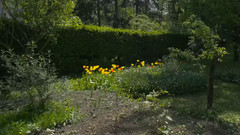 音乐短片 - 罗马尼亚特兰西瓦尼亚植物园