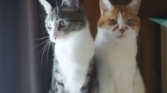 萌宠 - 让你知道猫的区别