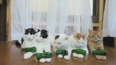 萌宠 - NG镜头的猫猫