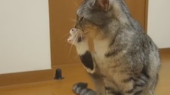 音乐短片 - 啃爪子的喵