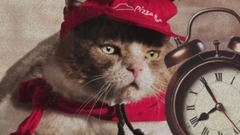 音乐短片,萌宠 - 猫为了赚小鱼干承包了一家披萨店
