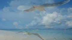 音乐短片 - 彩云伴海鸥