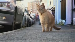 萌宠 - The BBC Cat Together To See The Cat Pills