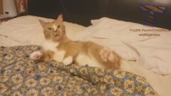 音乐短片,萌宠 - Interesting Cat Ccompilation