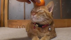 音乐短片 - Cat collection a jacking things I couldn't stop