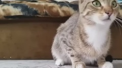 音乐短片 - Cat watching horror movie expression too into play
