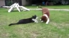 音乐短片 - To Help The CAT