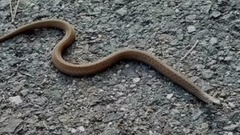 音乐短片 - Snakebites Are On The Rise, And These States Are The Riskiest