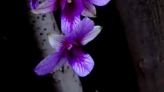 音乐短片 - 一剪梅