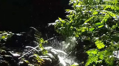 音乐短片 - 沉睡的森林