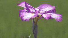 音乐短片 - Story Of A True Love