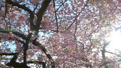 音乐短片 - 往事只能回味