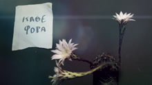Yiannis Kotsiras - Kathe Fora
