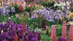 音乐短片 - ДЛЯ ВАС МОИ ДРУЗЬЯ! Stive Morgan- Монтаж Светлана Левина