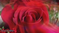 音乐短片 - 吉他轻音乐戈雅 玫瑰花