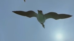 音乐短片 - 雁的旅程