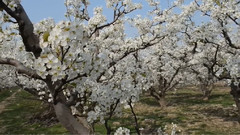 音乐短片 - 婀娜多姿看梨花