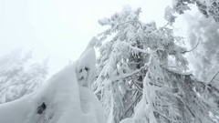 音乐短片 - 冬季的黑森林国家公园