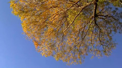 音乐短片 - 北京秋色