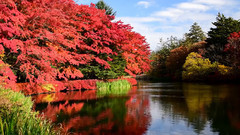 音乐短片 - 日本轻井泽云场池红叶美景